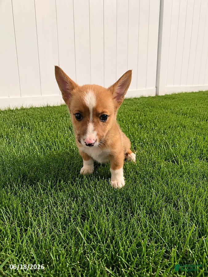 Mixed Breed dogs Tootsie - Ad 2