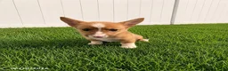 Mixed Breed dogs for sale: Tootsie - Ad 2