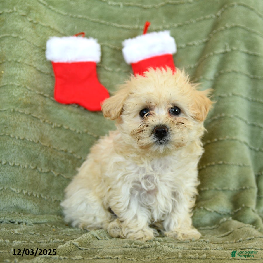 Mixed Breed dogs Sleepy - Ad 17