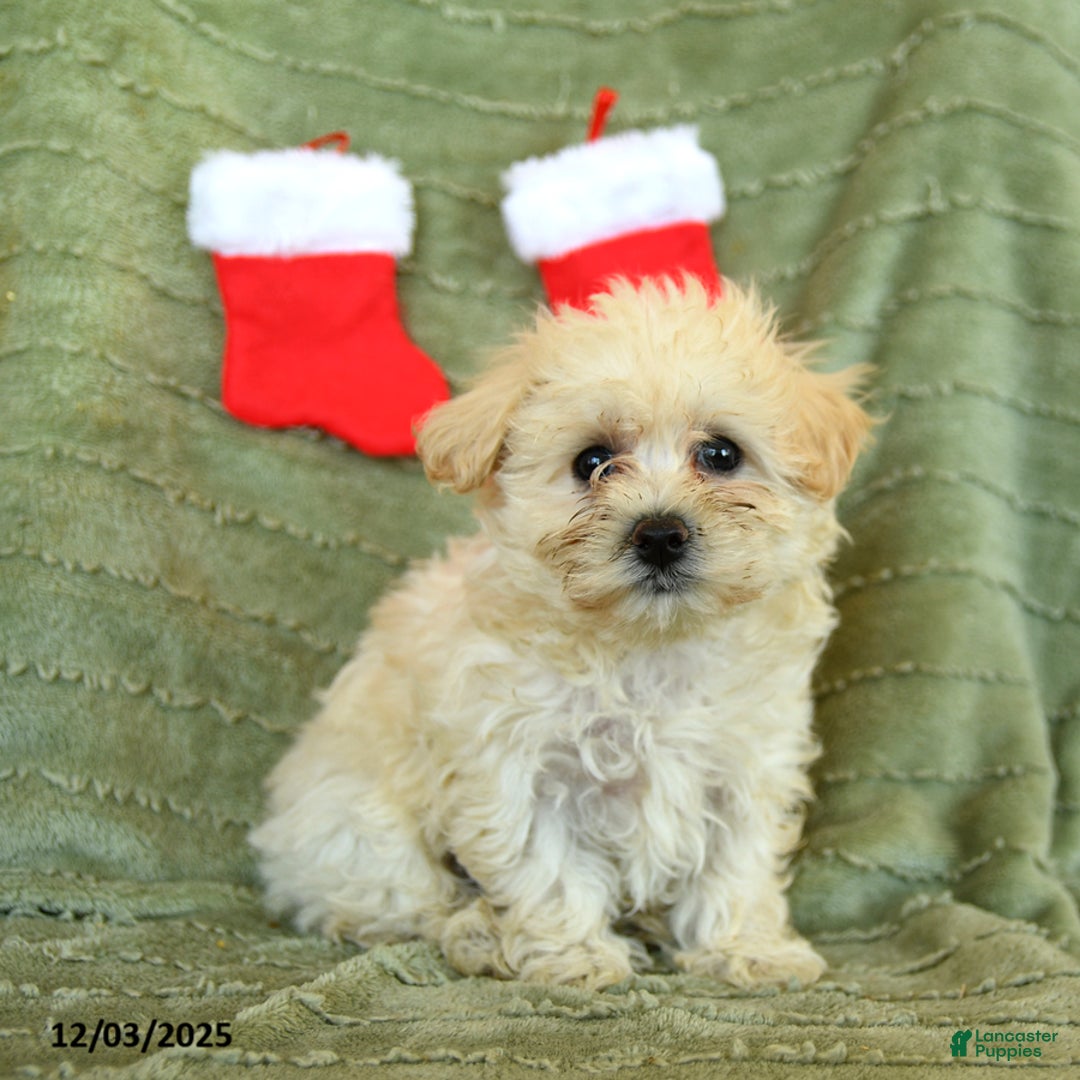 Mixed Breed dogs for sale: Sleepy - Ad 1