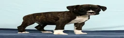 Boxer dogs for sale: Leo - Ad 4