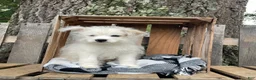 Mixed Breed dogs for sale: Lamar - Ad 4