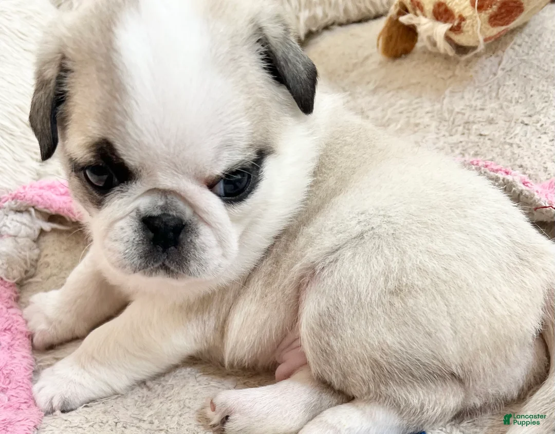 Pug dogs for sale: Pug Puppy 3 - Ad 2