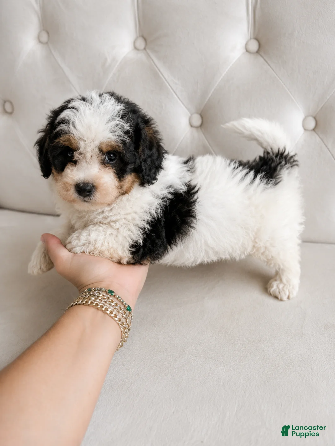 Bernedoodle dogs for sale: Apollo ❤️ micro mini Bernedoodle  - Ad 1