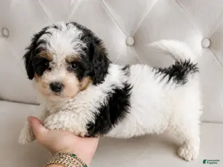 Bernedoodle dogs Apollo ❤️ micro mini Bernedoodle - Ad 12