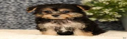 Yochon dogs for sale: Violet - Ad 6