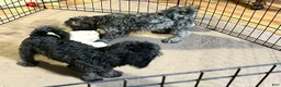 Shihpoo dogs for sale: Shihpoo 3 - Ad 7