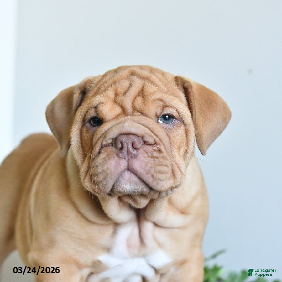 English Bulldog dogs Tank - Ad 2