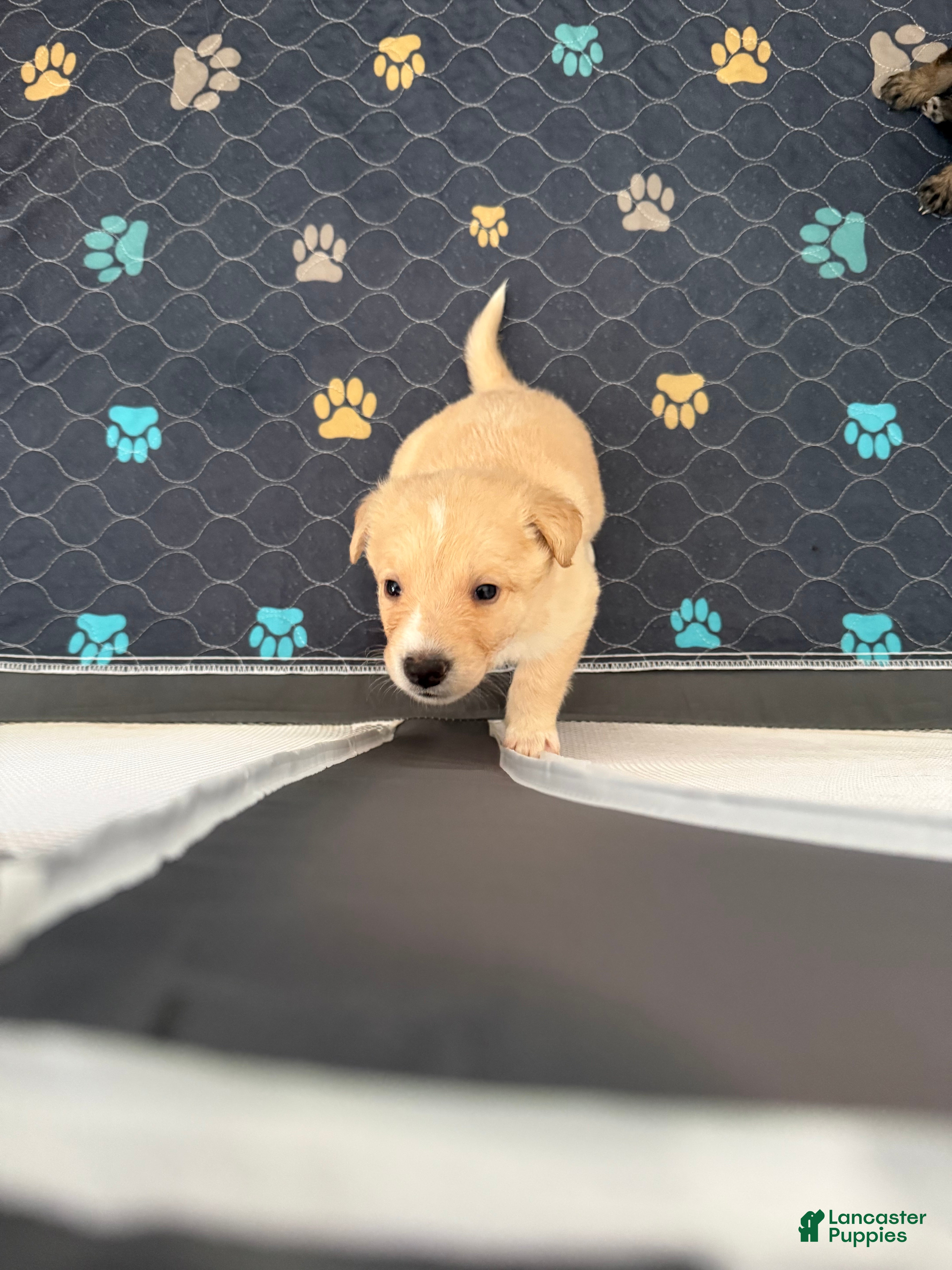 Mixed Breed dogs Mixed Breed Puppy 3 - Ad 8