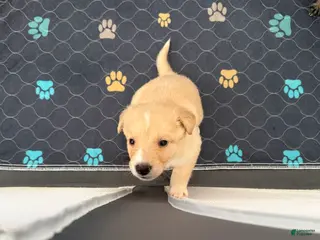 Mixed Breed dogs Mixed Breed Puppy 3 - Ad 8