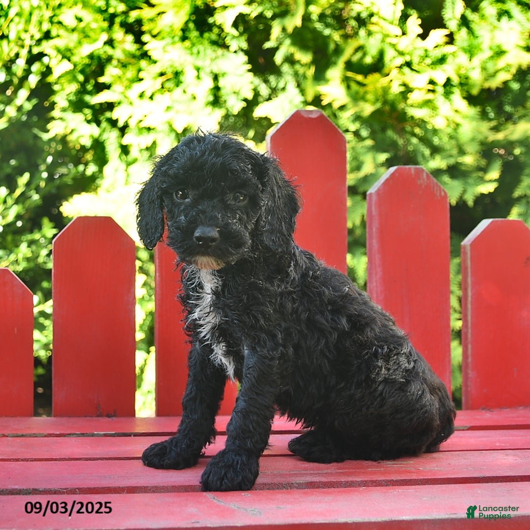Maverick for sale in Peach Bottom Lancaster Puppies