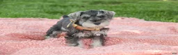 Miniature Schnauzer dogs for sale: Nellie Belle - Ad 5