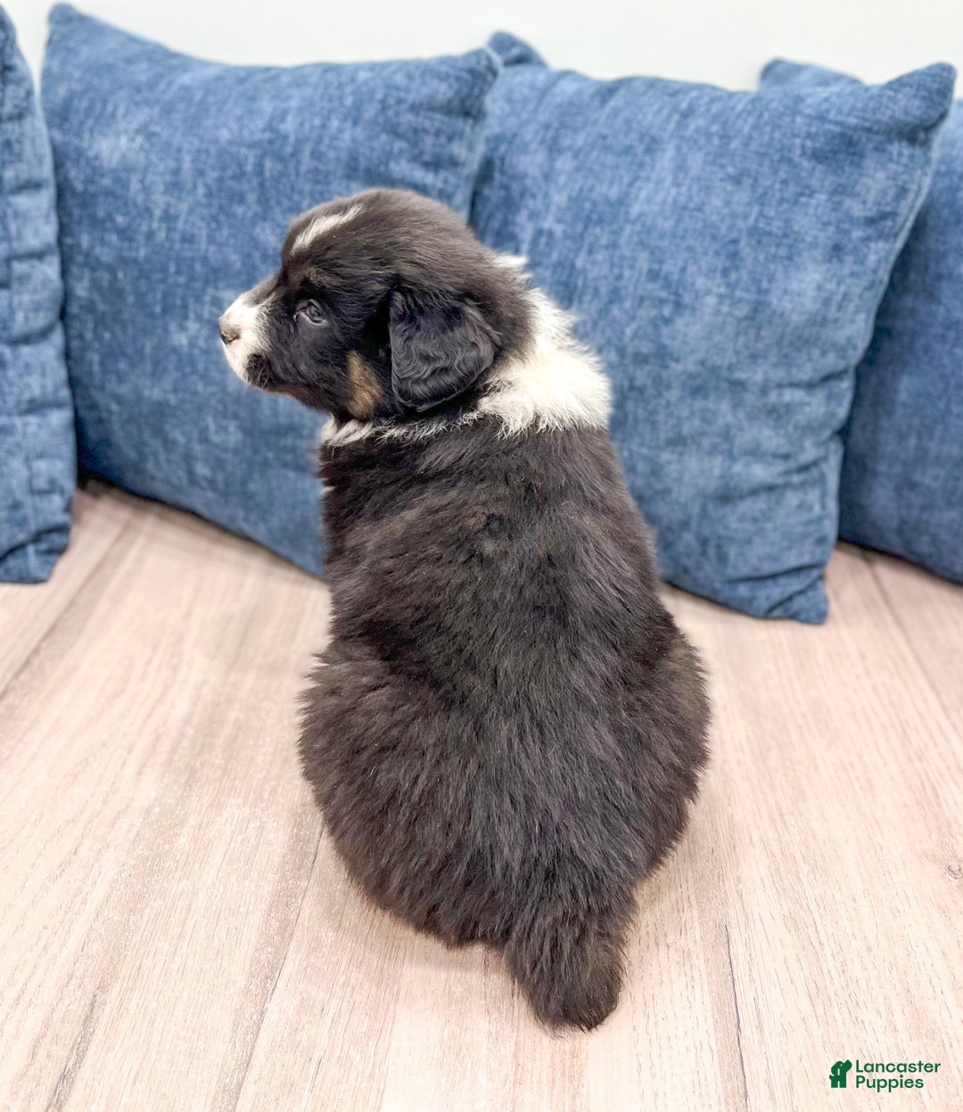 Australian Shepherd dogs for sale: Benji - Ad 5
