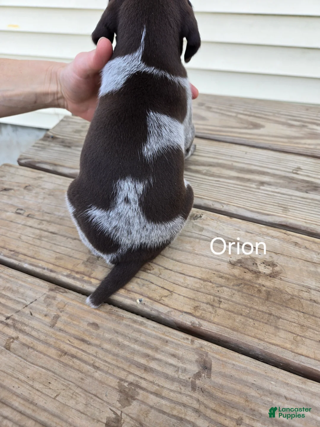 German Shorthaired Pointer dogs for sale: Orion - Ad 2