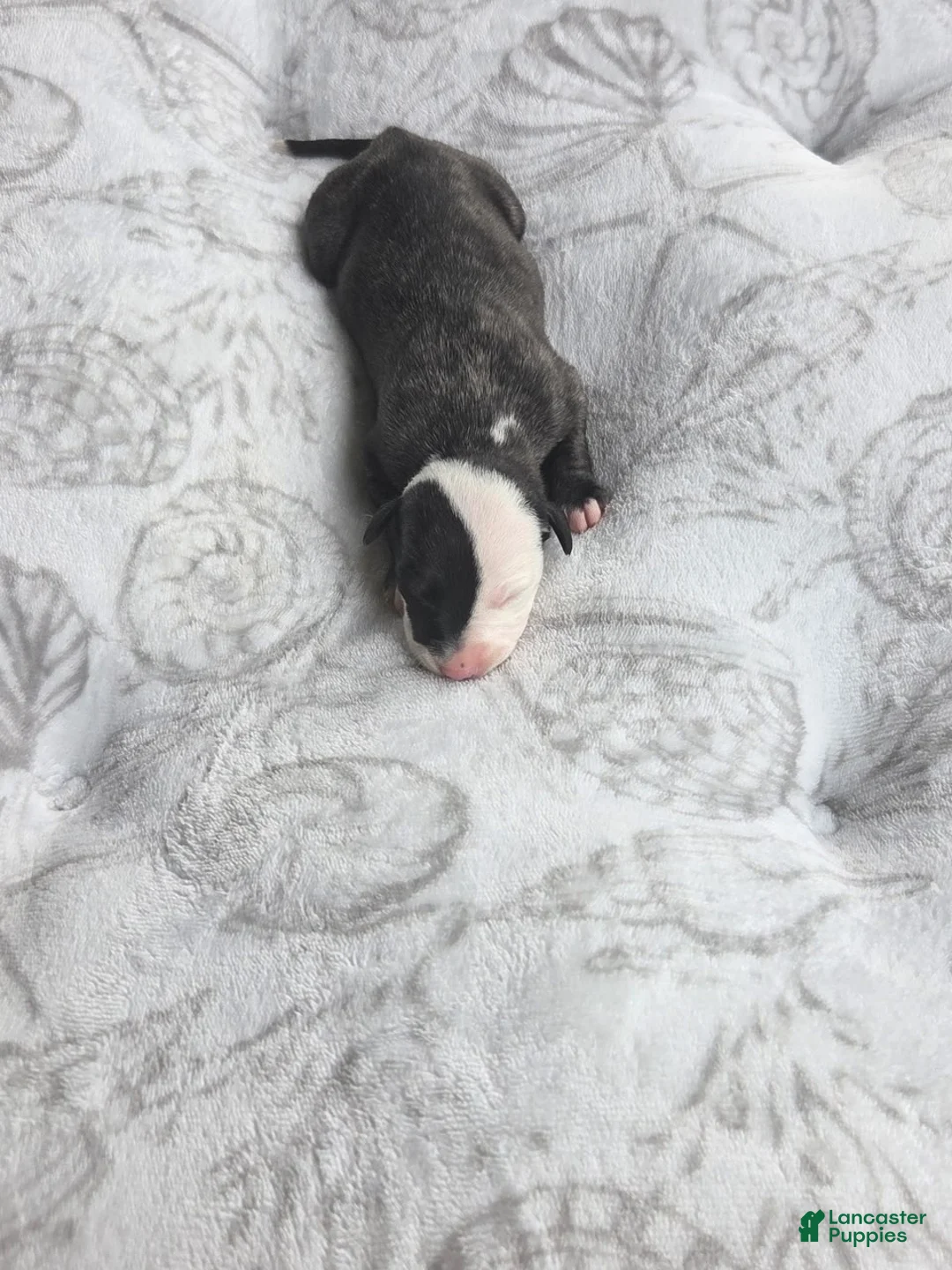 Whippet dogs for sale: Girl 1 - Ad 2