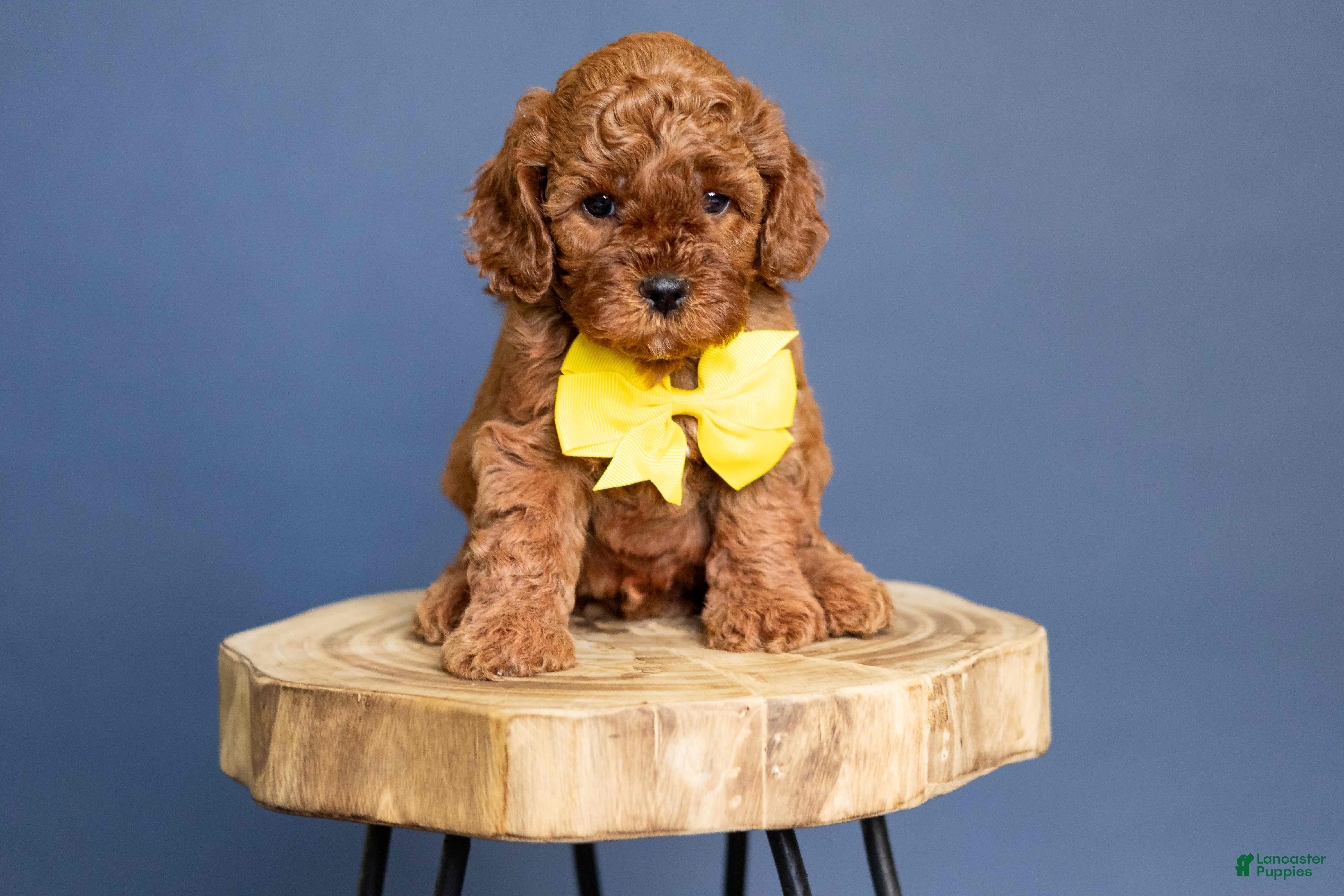 Cavapoo dogs Levi - Ad 2