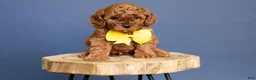 Cavapoo dogs for sale: Levi - Ad 2