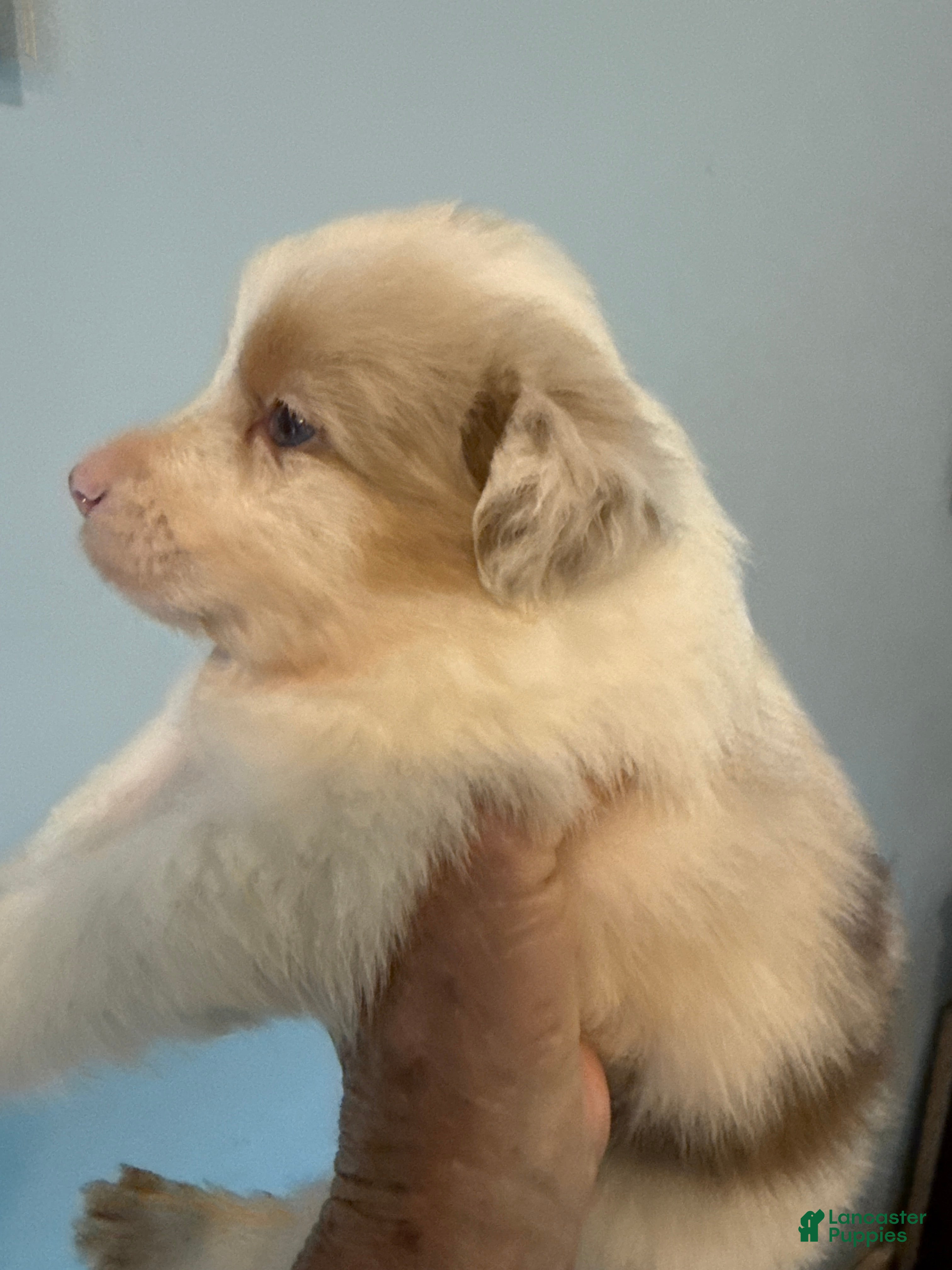 Australian Shepherd dogs Australian Shepherd Puppy 3 - Ad 27