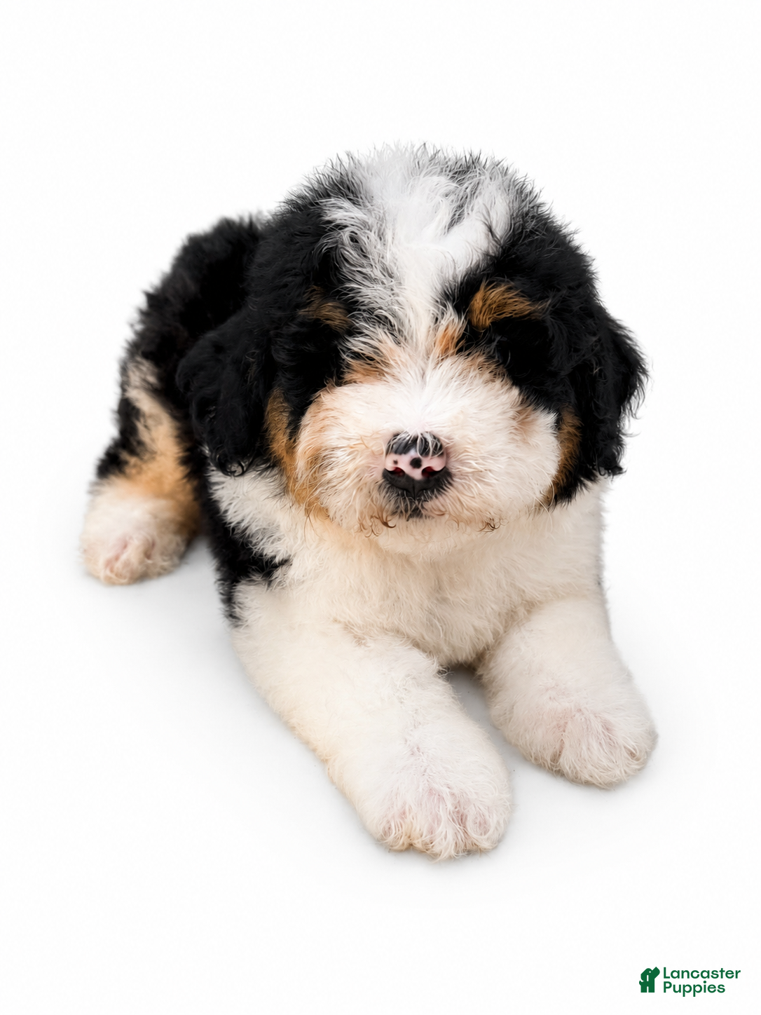 Mini Bernedoodle dogs Mini Bernedoodle 5 - Ad 1