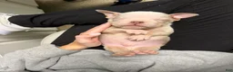 English Bulldog dogs for sale: English Bulldog 3 - Ad 11