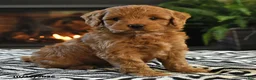 Mini Goldendoodle dogs for sale: Lucas - Ad 4