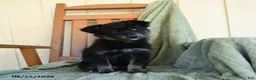 Pomsky dogs for sale: Zuzu - Ad 4