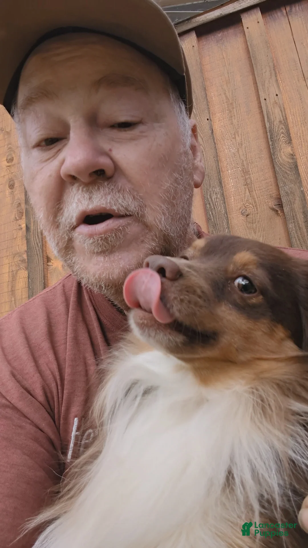 Toy Australian Shepherd dogs for sale: Willow - Ad 13