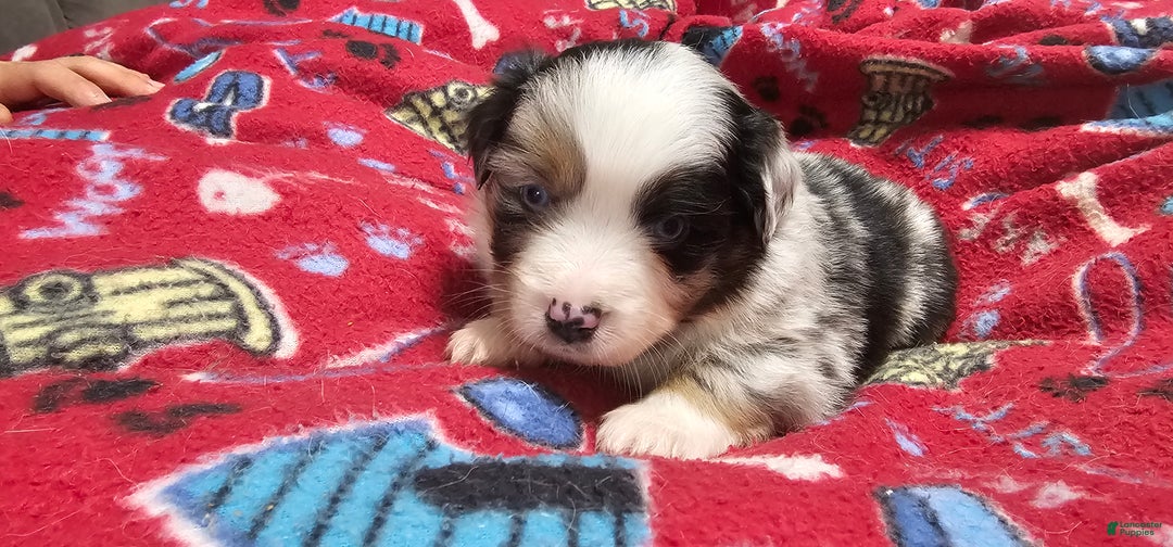 Miniature Australian Shepherd dogs for sale: Donut - Ad 1