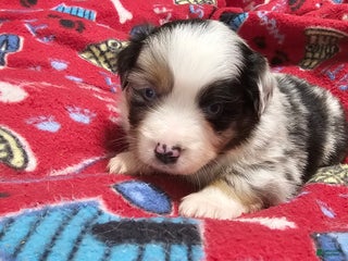 Miniature Australian Shepherd dogs Donut - Ad 6