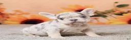 French Bulldog dogs for sale: Rocco - Ad 5