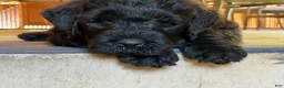 Black Russian Terrier dogs for sale: Girl 1 - Ad 3