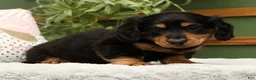 Miniature Dachshund dogs for sale: Teddy - Ad 6