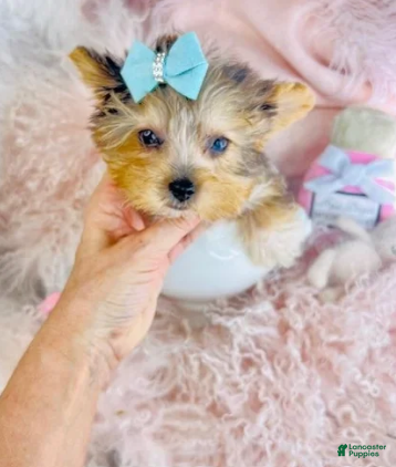Yorkshire Terrier dogs Yorkshire Terrier Puppy 1 - Ad 3