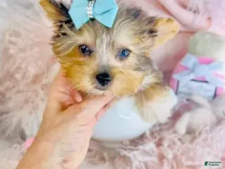 Yorkshire Terrier dogs Yorkshire Terrier Puppy 1 - Ad 3