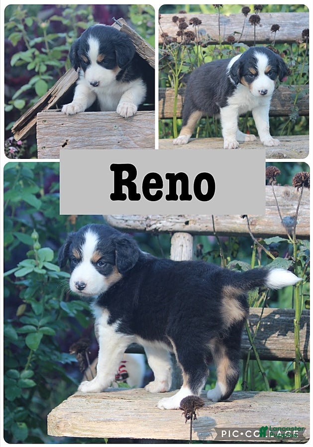 Mixed Breed dogs Reno - Ad 20