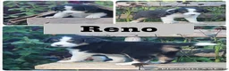 Mixed Breed dogs for sale: Reno - Ad 1