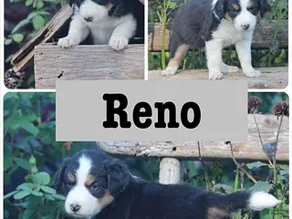 Mixed Breed dogs Reno - Ad 20