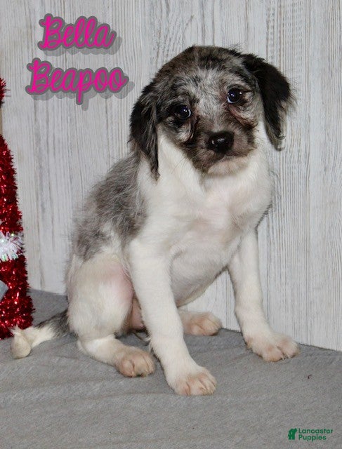 Mixed Breed dogs Bella - Ad 16