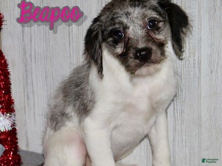 Mixed Breed dogs Bella - Ad 31