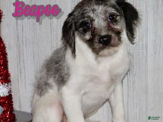 Mixed Breed dogs Bella - Ad 19