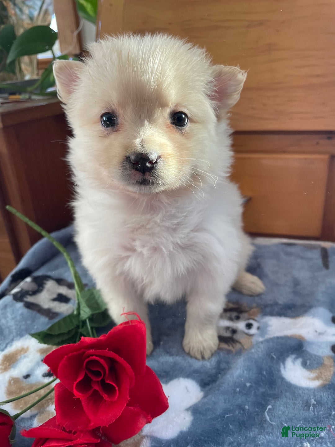 Pomeranian dogs for sale: Paxton - Ad 2