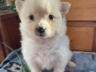 Pomeranian dogs Paxton - Ad 39