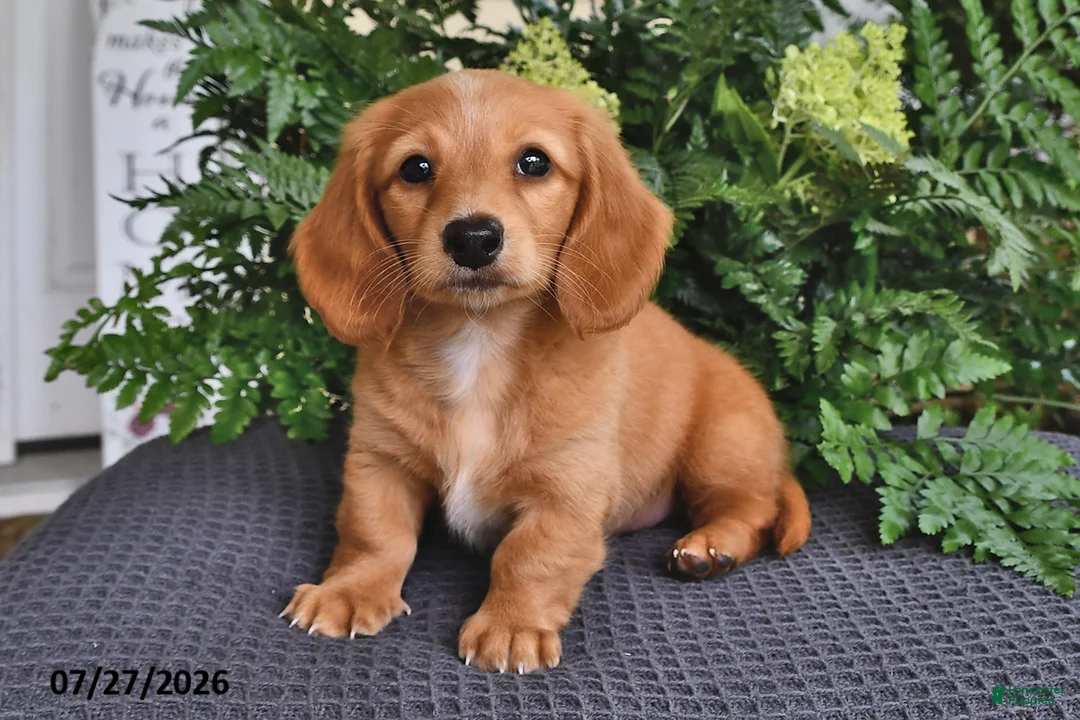 Miniature Dachshund dogs for sale: Rosie - Ad 2
