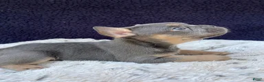 French Bulldog 4