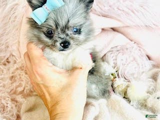 Pomeranian dogs Pomeranian Puppy 1 - Ad 18