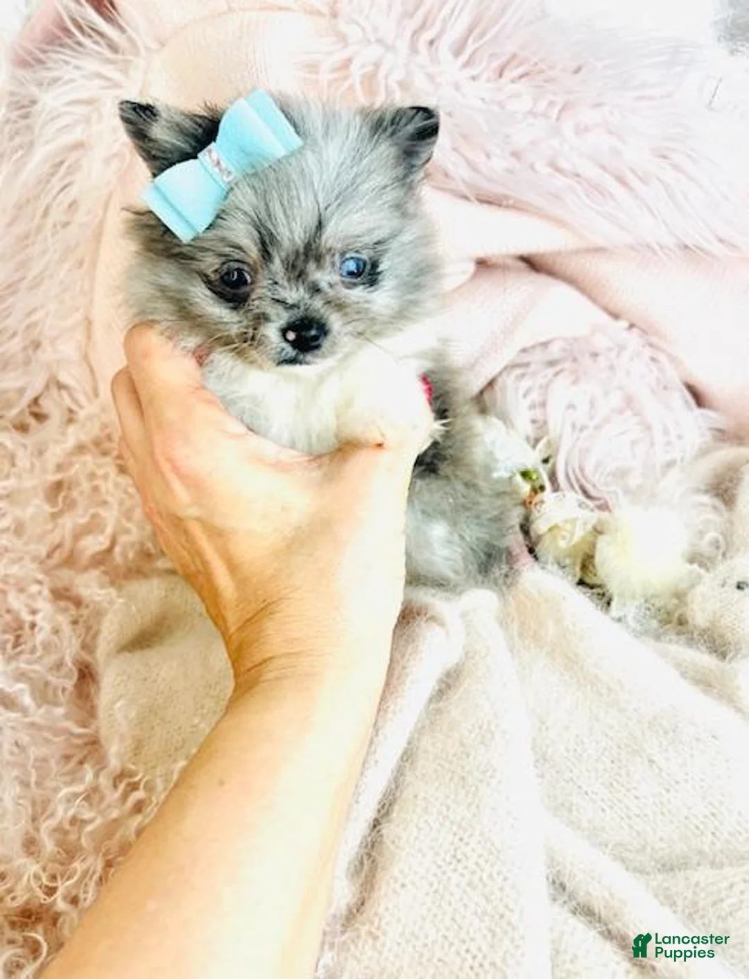 Pomeranian dogs for sale: Pomeranian Puppy 1 - Ad 1