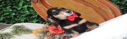Miniature Dachshund dogs for sale: Miniature Dachshund 1 - Ad 4