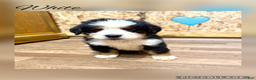 Bernese Mountain Dog dogs for sale: Teddy - Ad 6