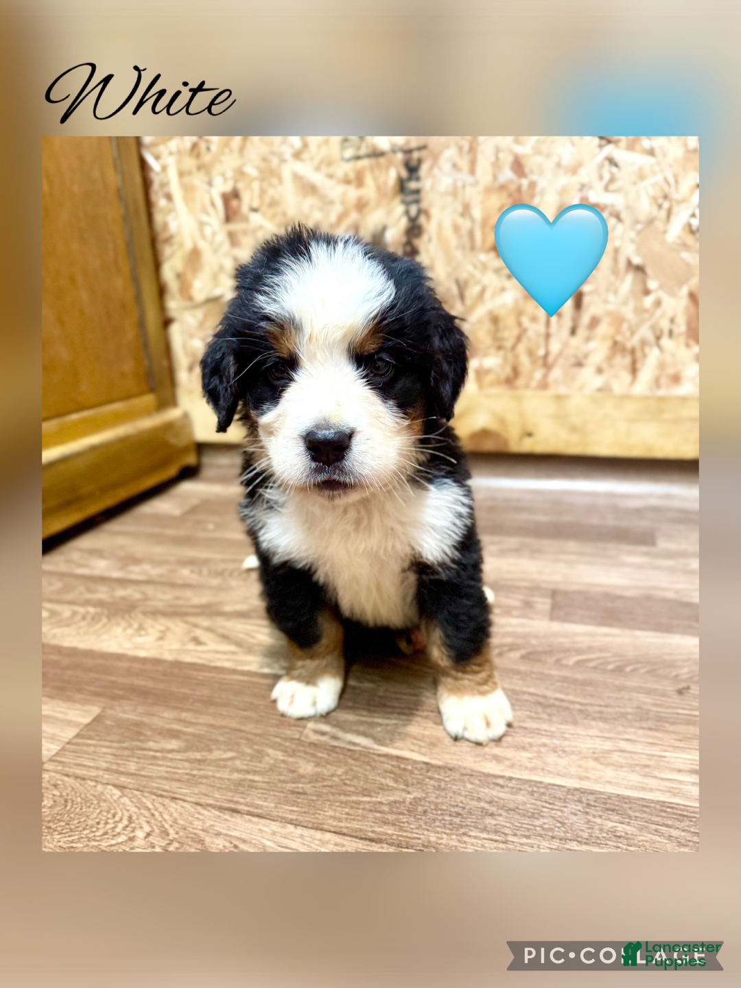 Bernese Mountain Dog dogs for sale: Teddy - Ad 6