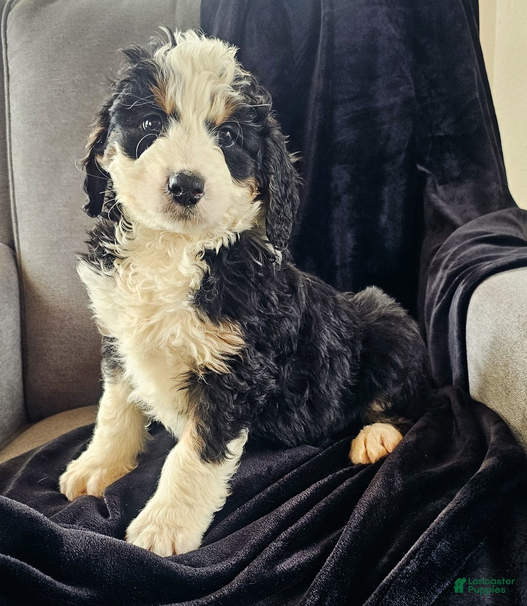 Mini Bernedoodle dogs for sale: Charlie  - Ad 5